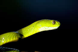 Image of Green Cat Snake