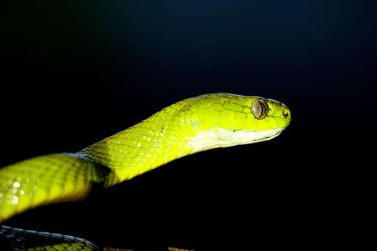 Image of Green Cat Snake