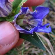 Image de Gentiana spathacea Kunth