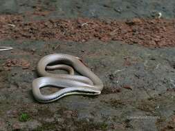 صورة Liopeltis tricolor (Schlegel 1837)