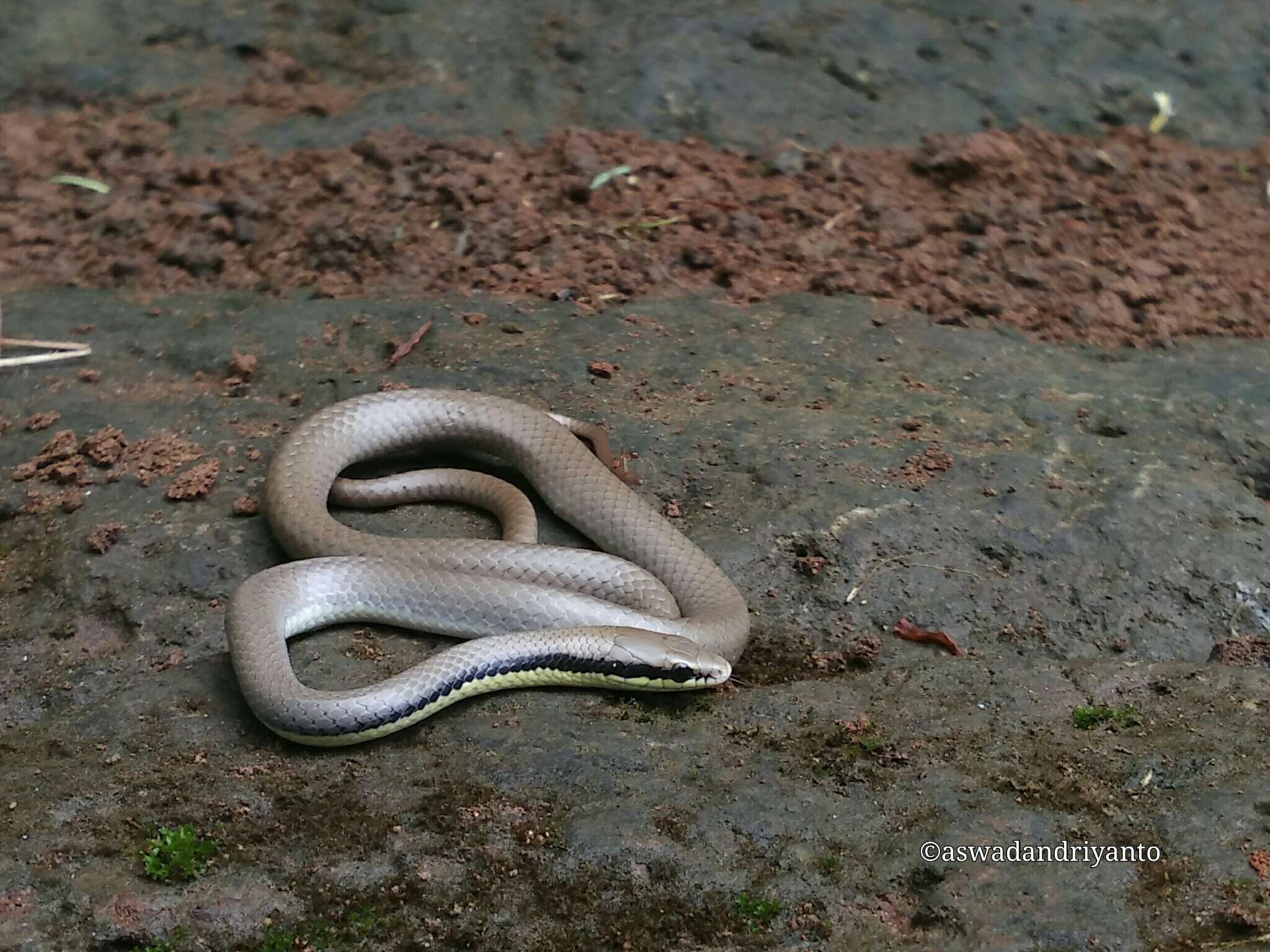 Imagem de Liopeltis tricolor (Schlegel 1837)