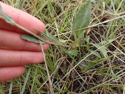 Pyrrocoma uniflora (Hook.) Greene的圖片