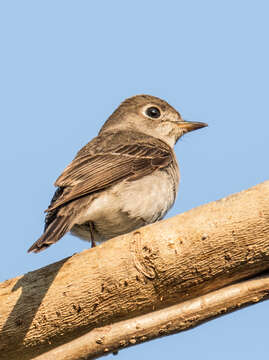 Image of Brown-cheeked Fulvetta