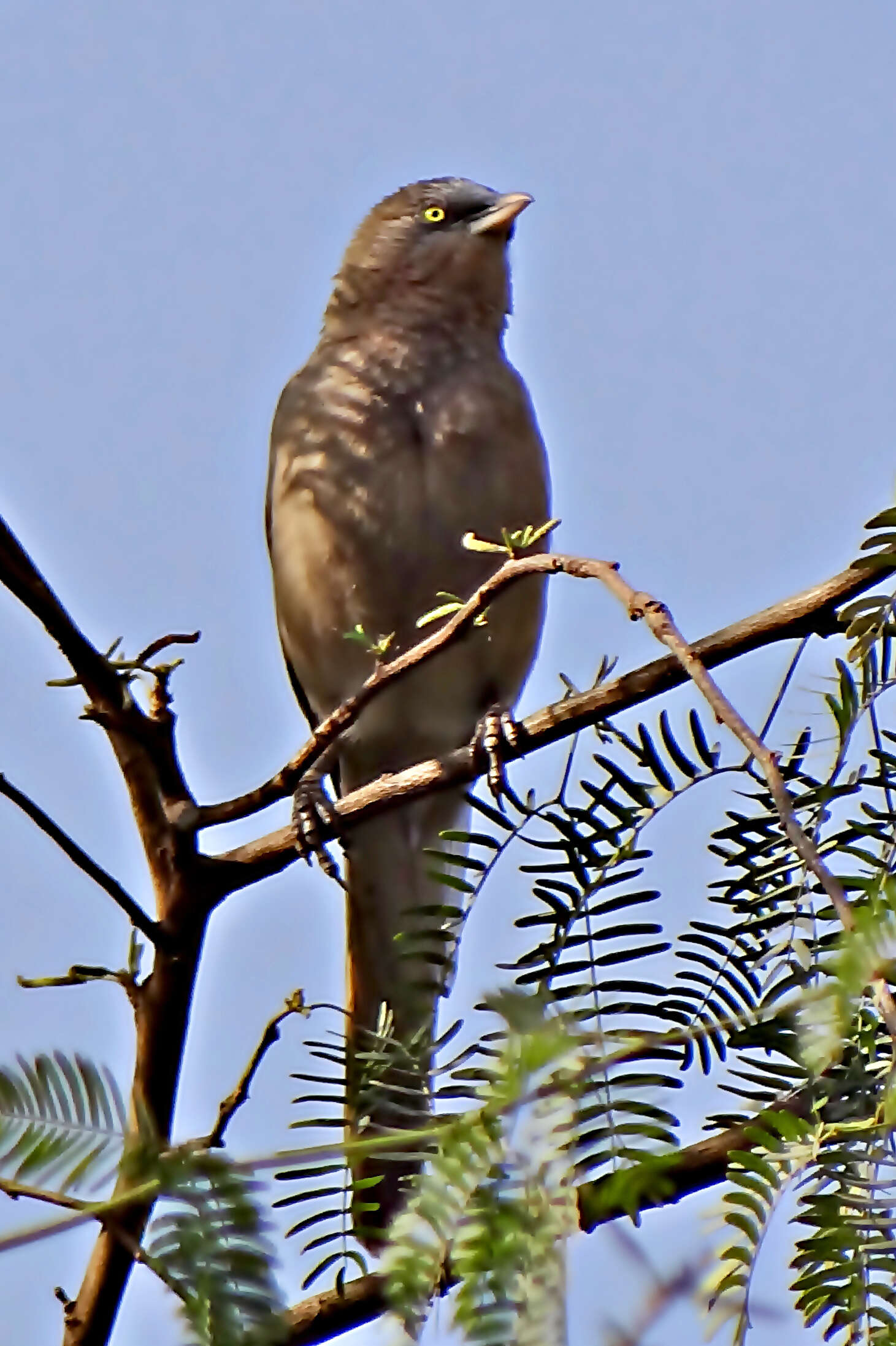 Image of Large Grey Babbler