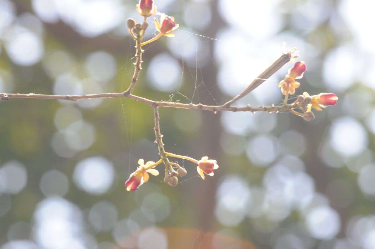 Cottonia peduncularis (Lindl.) Rchb. fil.的圖片