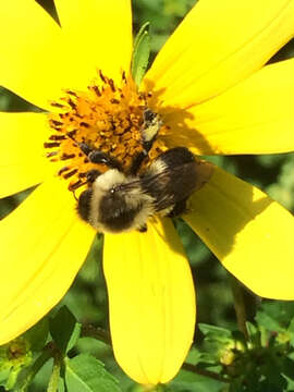 Image of Common Eastern Bumblebee