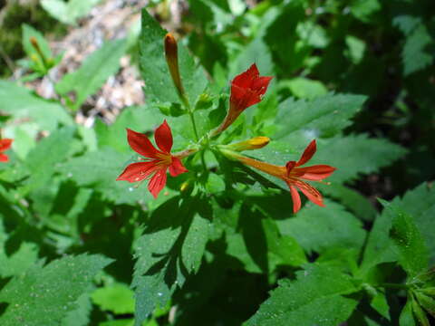 Image of Flaming Mountain-Trumpet