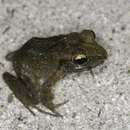 Image of Palau frog