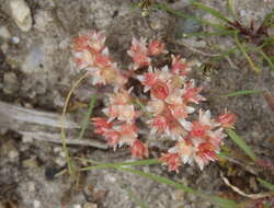 Image of Crassula thunbergiana subsp. thunbergiana