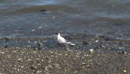 Image de Mouette de Patagonie