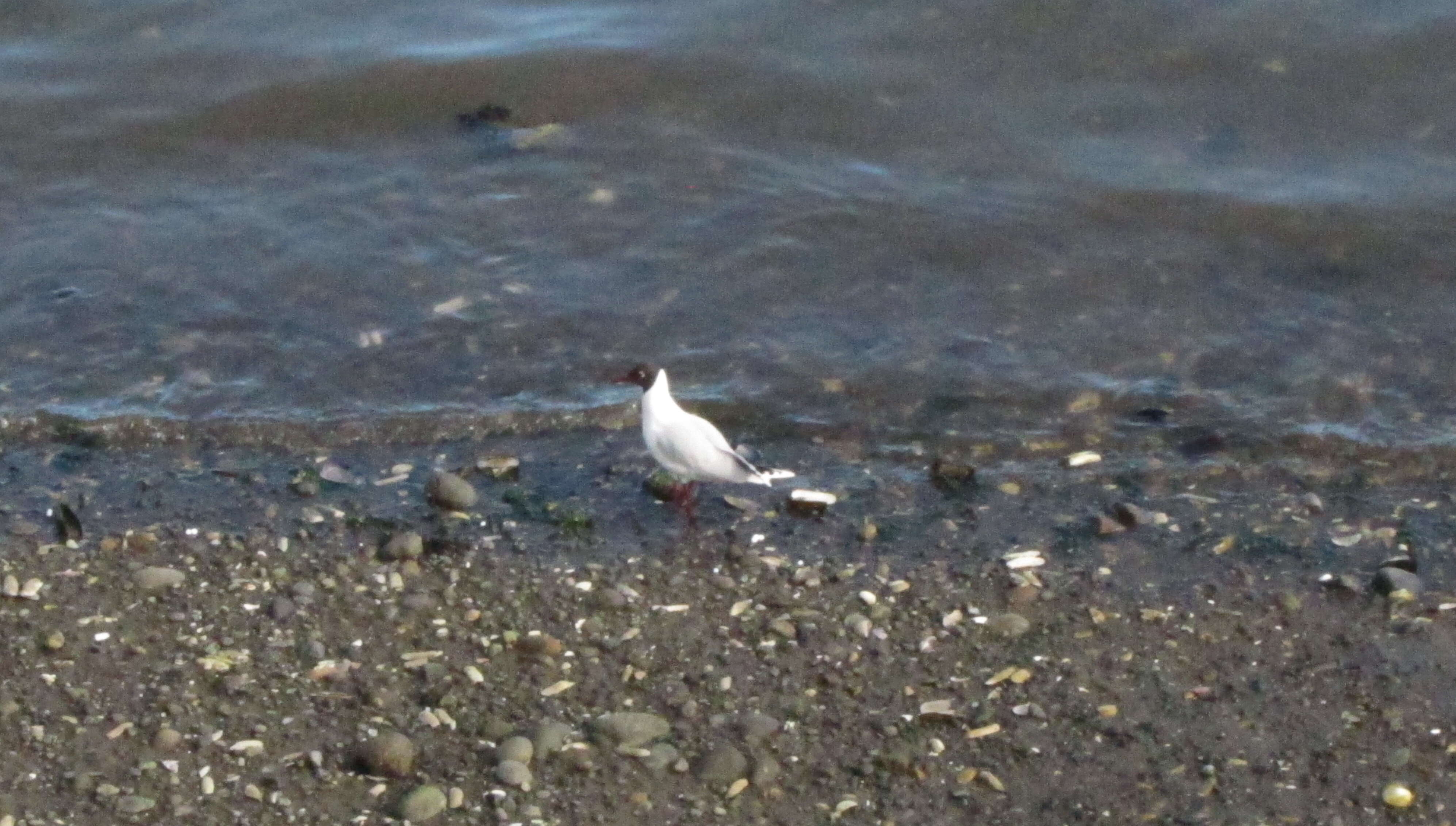 Image de Mouette de Patagonie