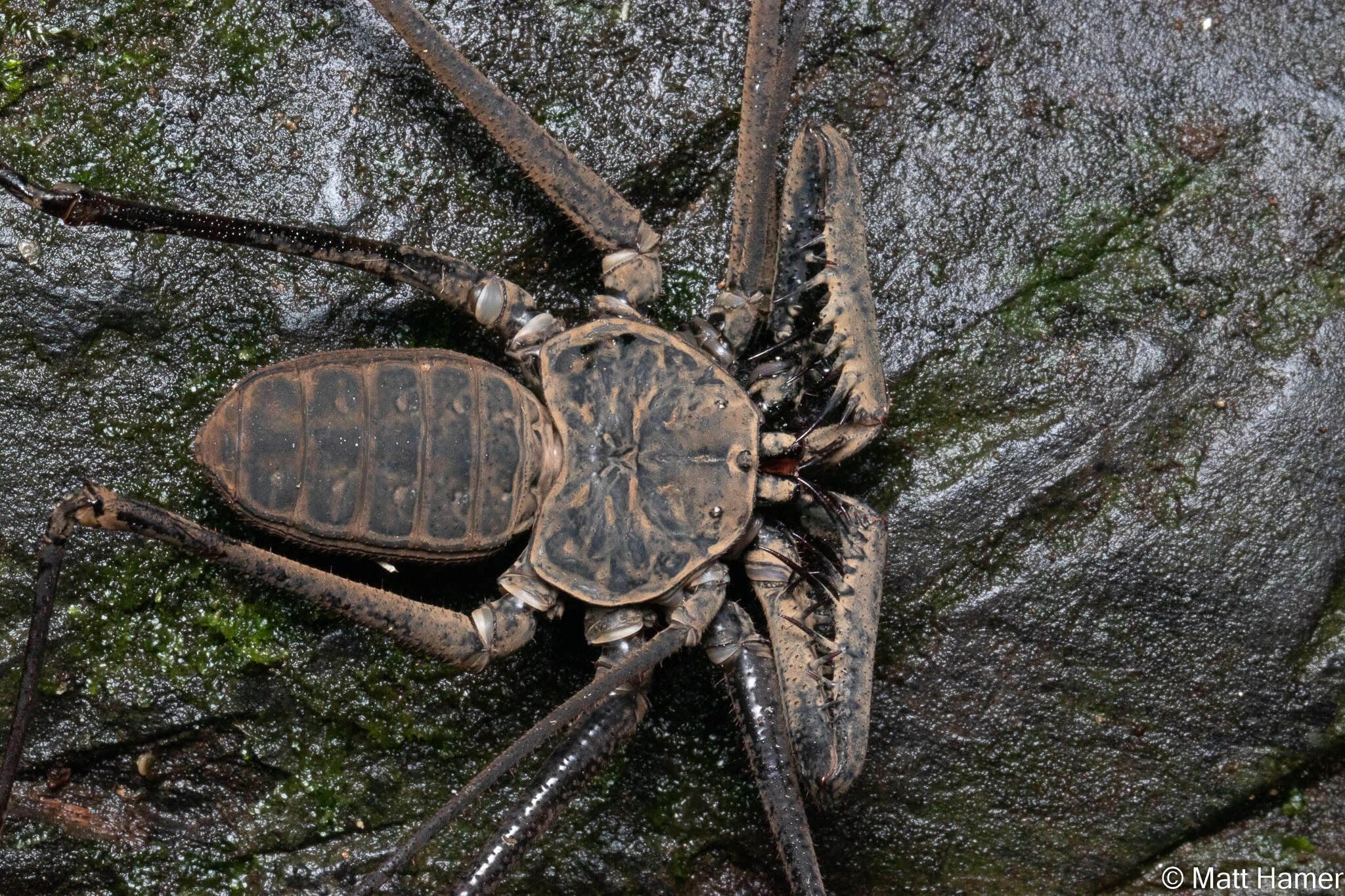 Image of Paraphrynus emaciatus Mullinex 1975