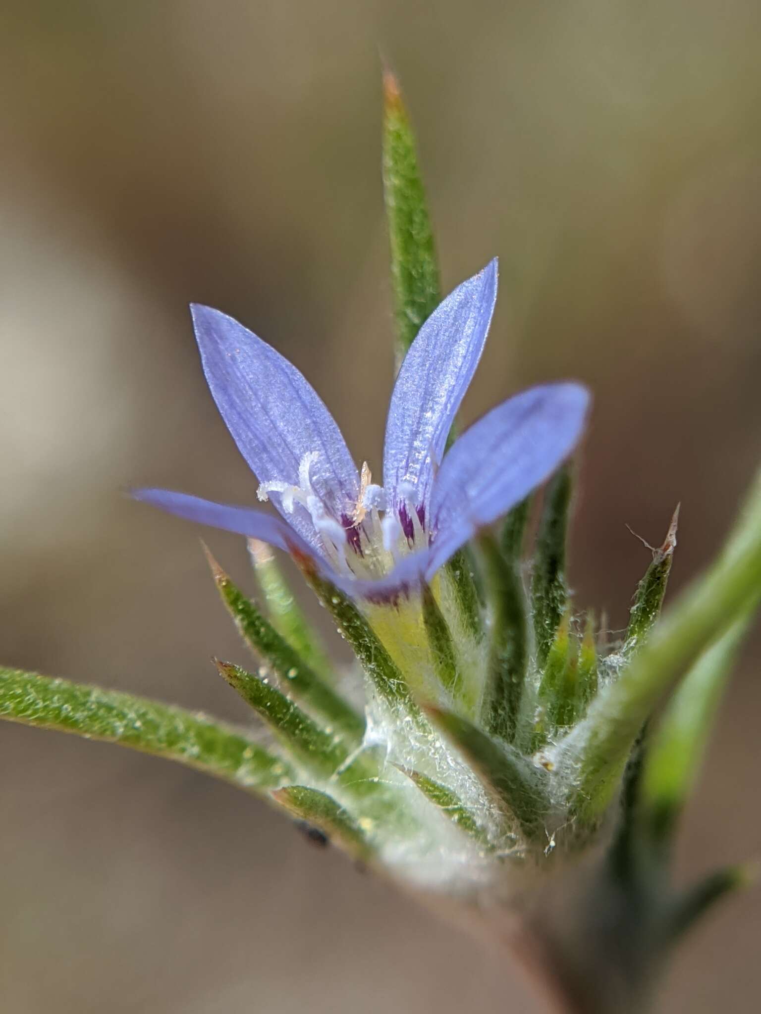 Imagem de Eriastrum calocyanum S. J. De Groot