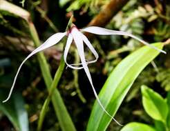 Image of Tiger orchids