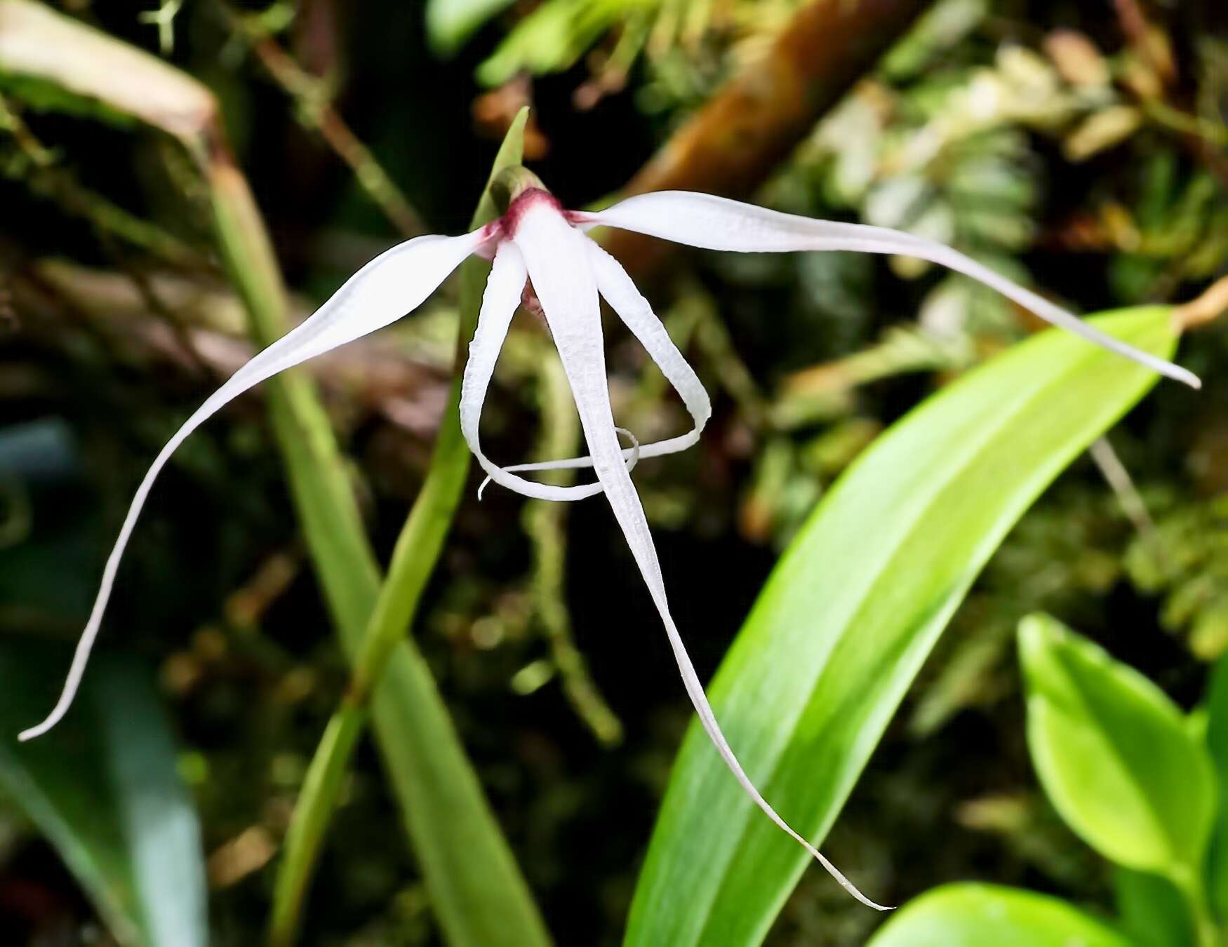 Image of Tiger orchids