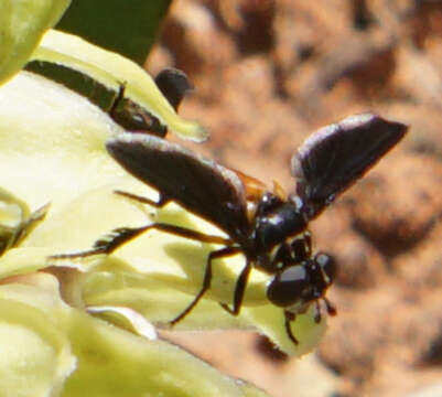 Image of Tachinid fly