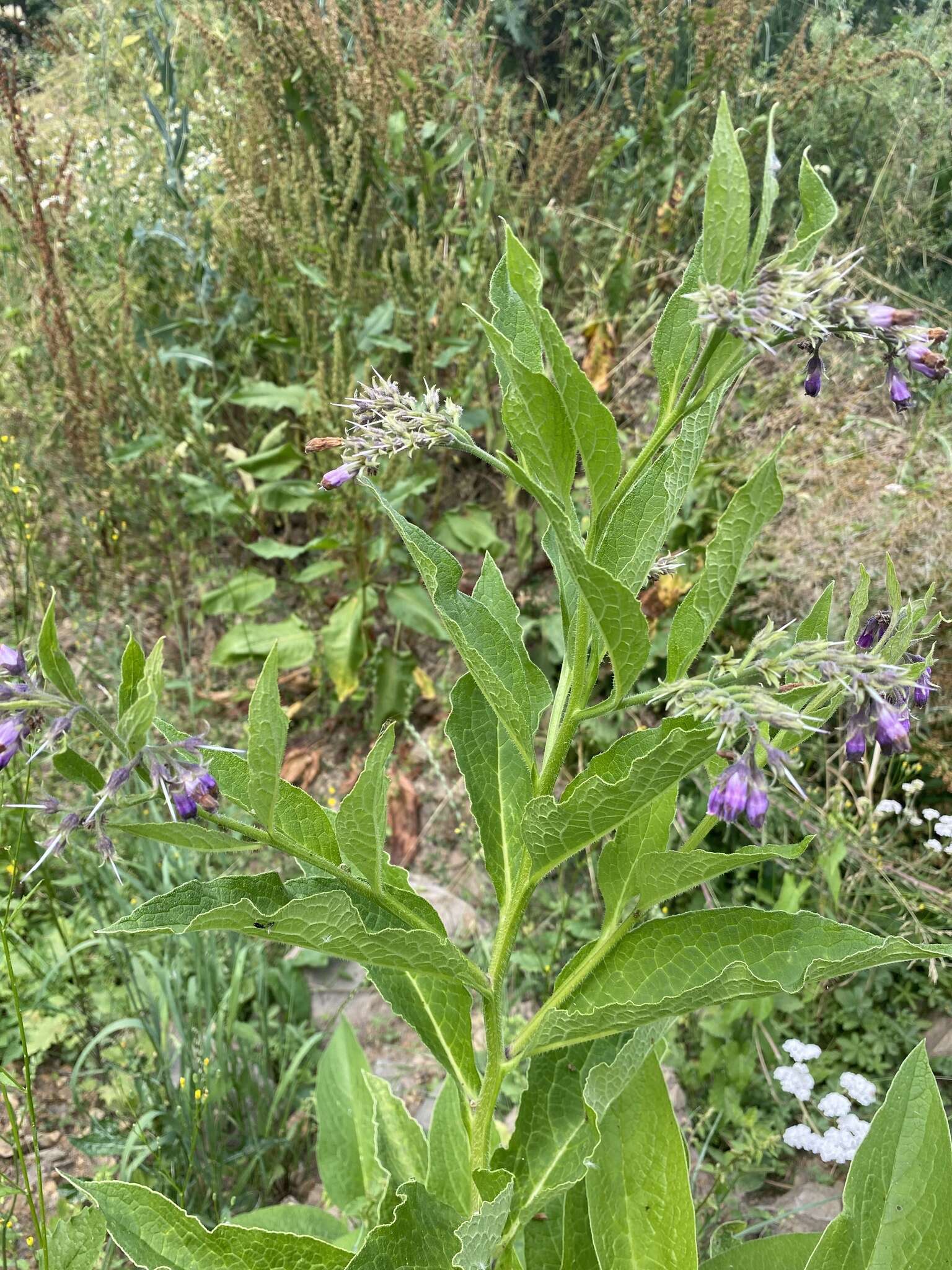 Symphytum officinale subsp. uliginosum (A. Kern.) Nyman的圖片