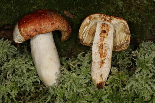 Image of Russula bicolor Burl. 1913