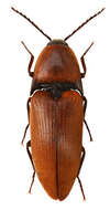 Image of Elater ferrugineus