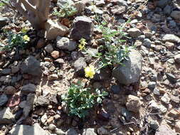 Helianthemum canariense (Jacq.) Pers.的圖片