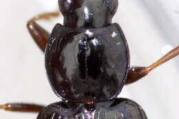 Agonum (Olisares) punctiforme (Say 1823)的圖片