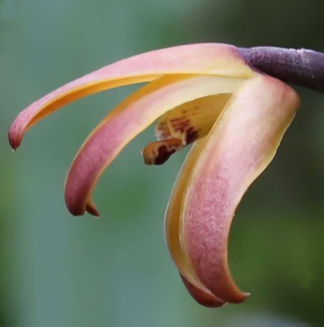 Image of Tiger orchids