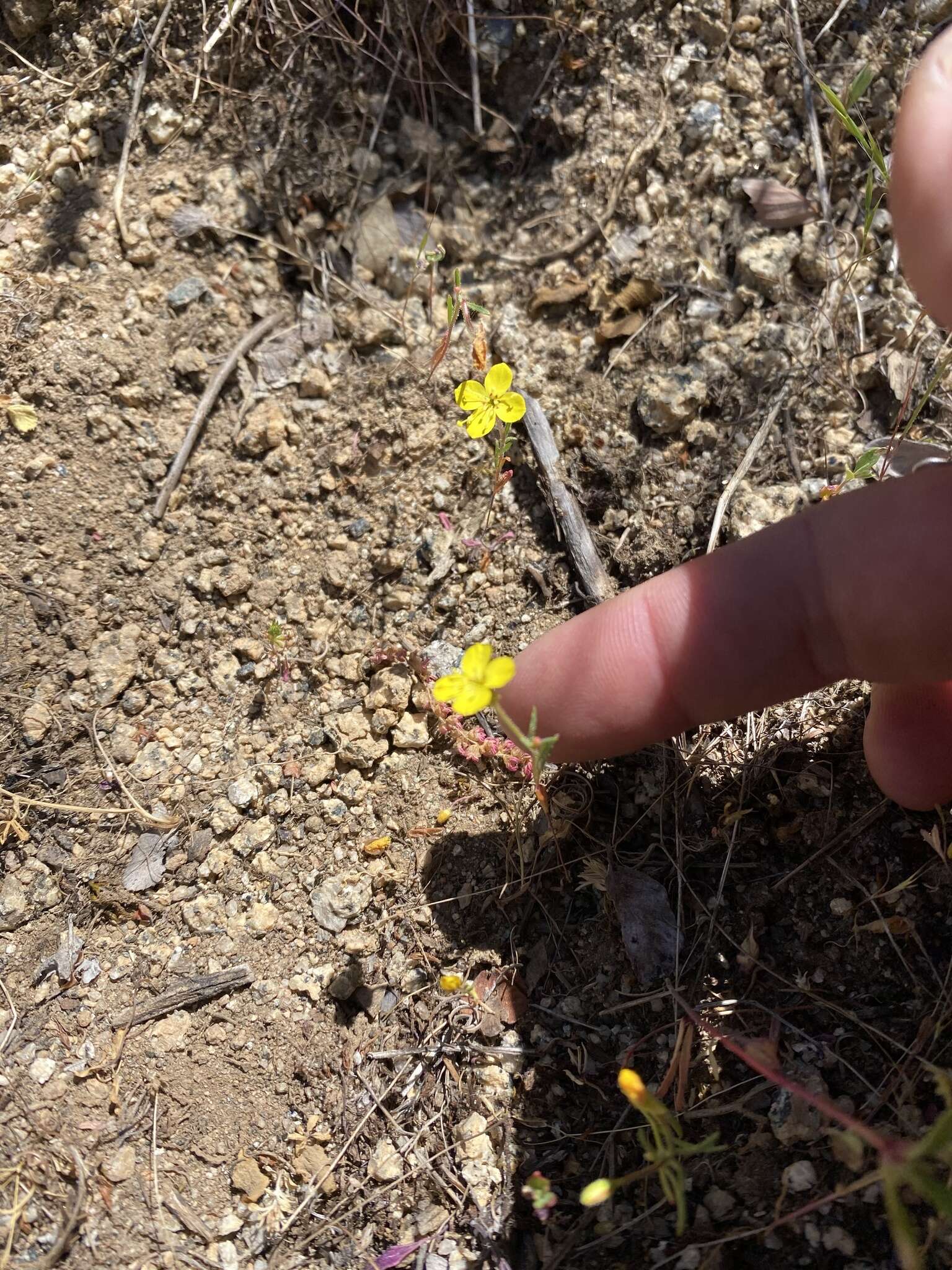 Image of Sierra suncup