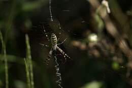 Image of Barbary Spider