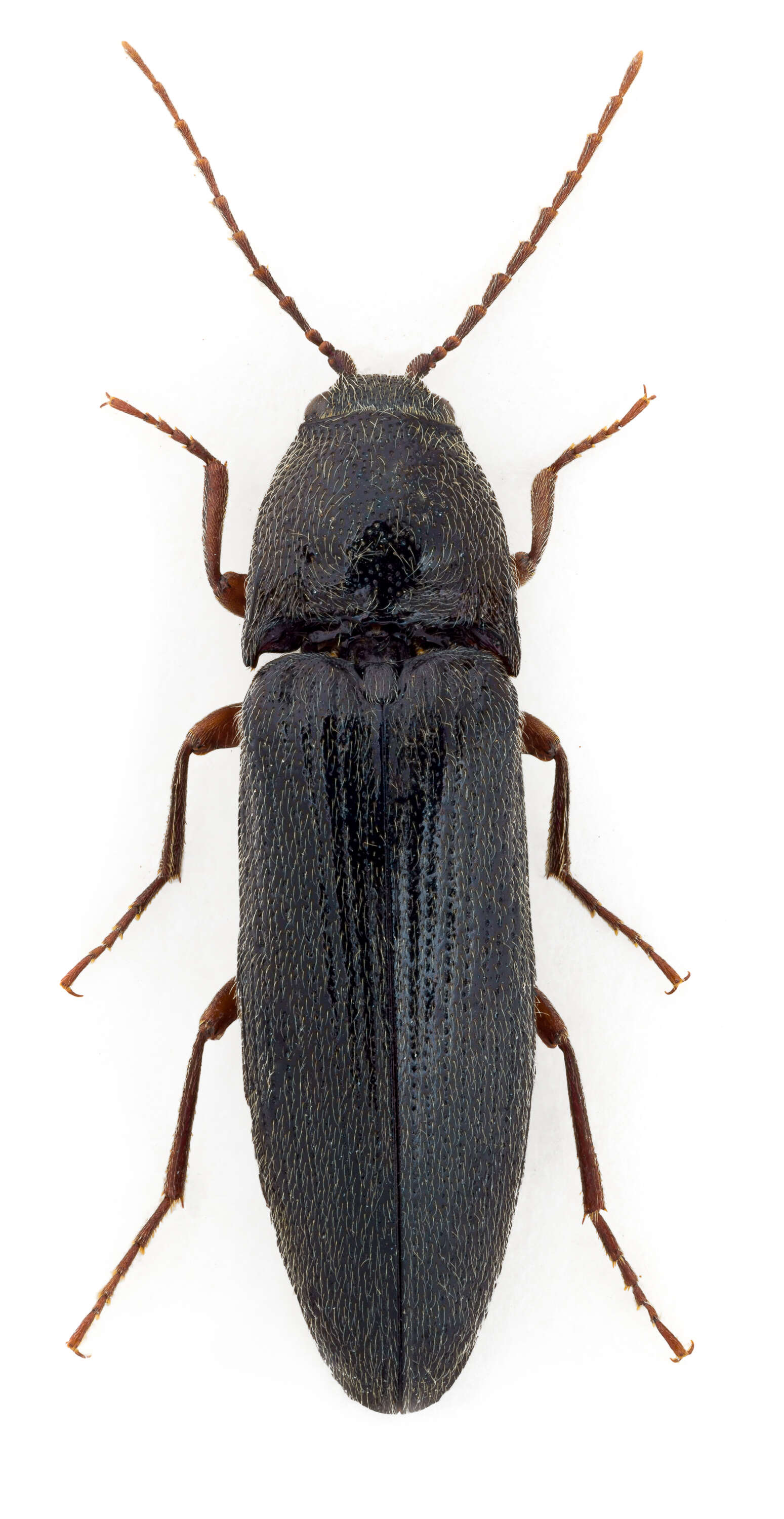 Image of Melanotus villosus