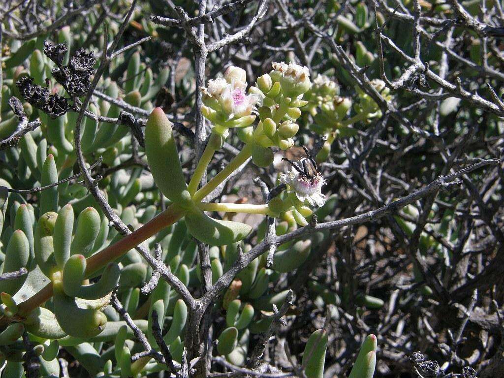 Imagem de Stoeberia frutescens (L. Bol.) E. van Jaarsveld