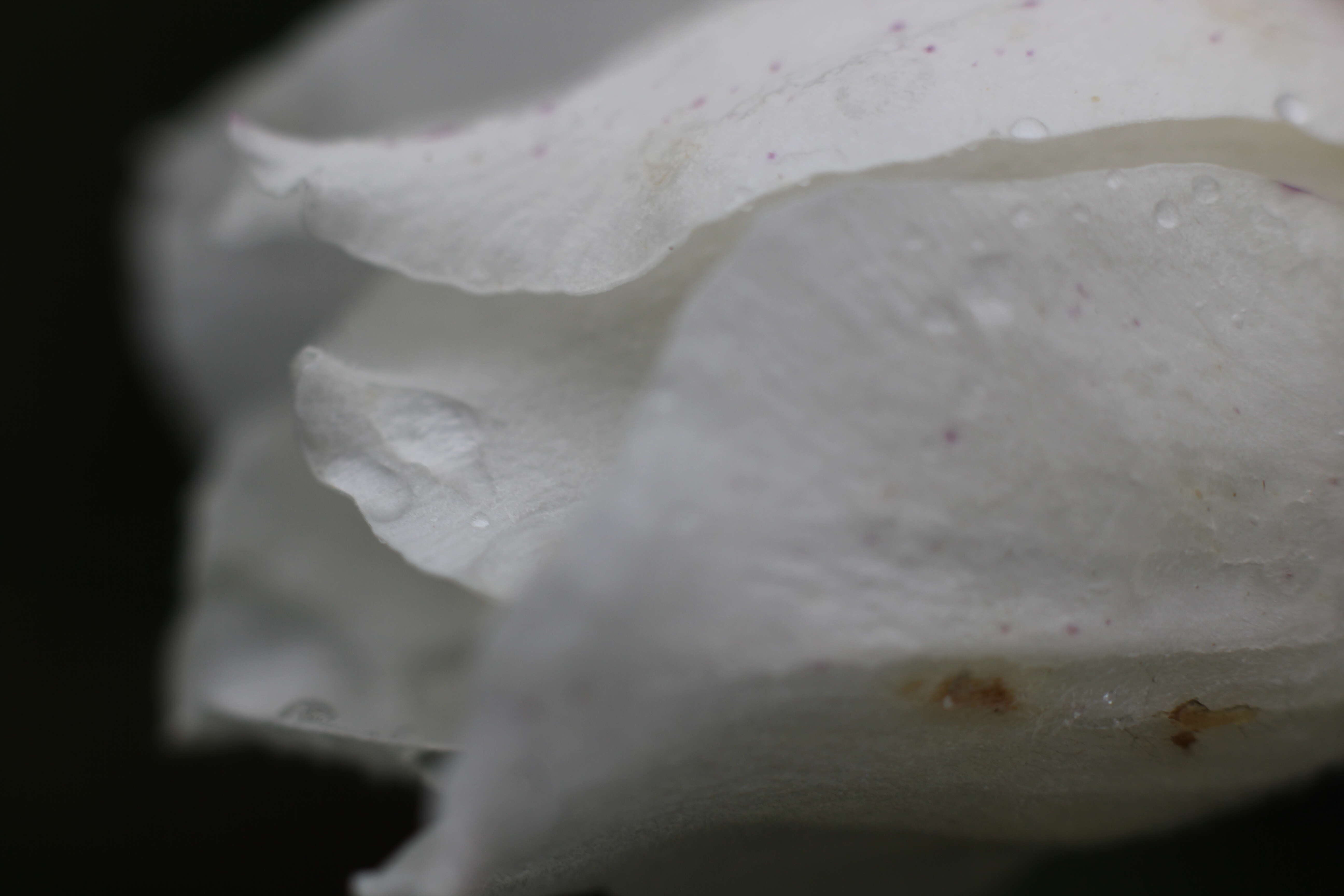 Image of Snowdrop Anemone
