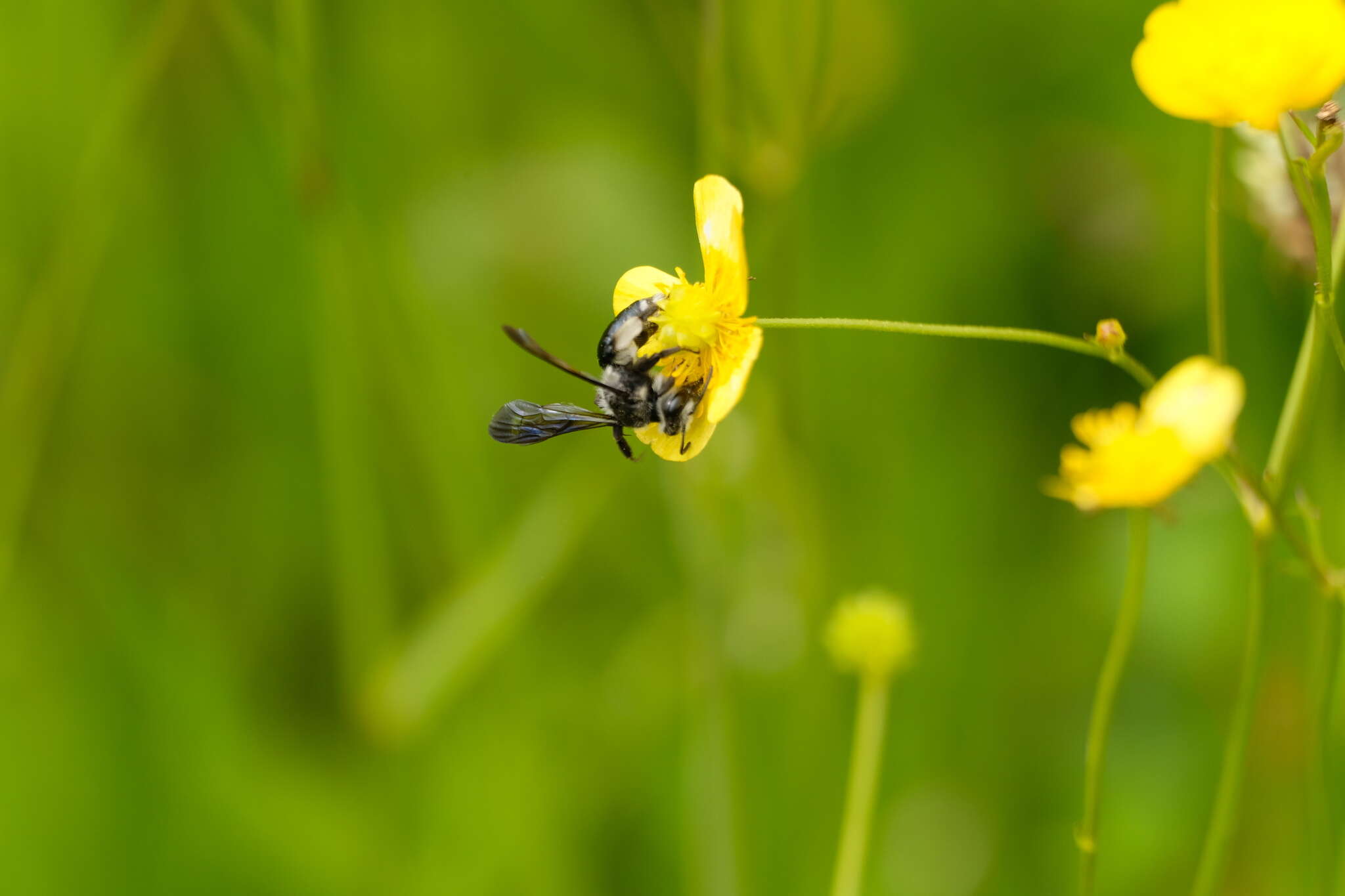 Image of Andrena agilissima (Scopoli 1770)