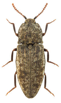 Image of Agrypnus murinus