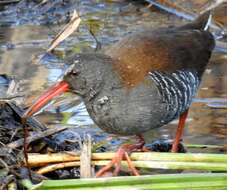 Image of African Rail