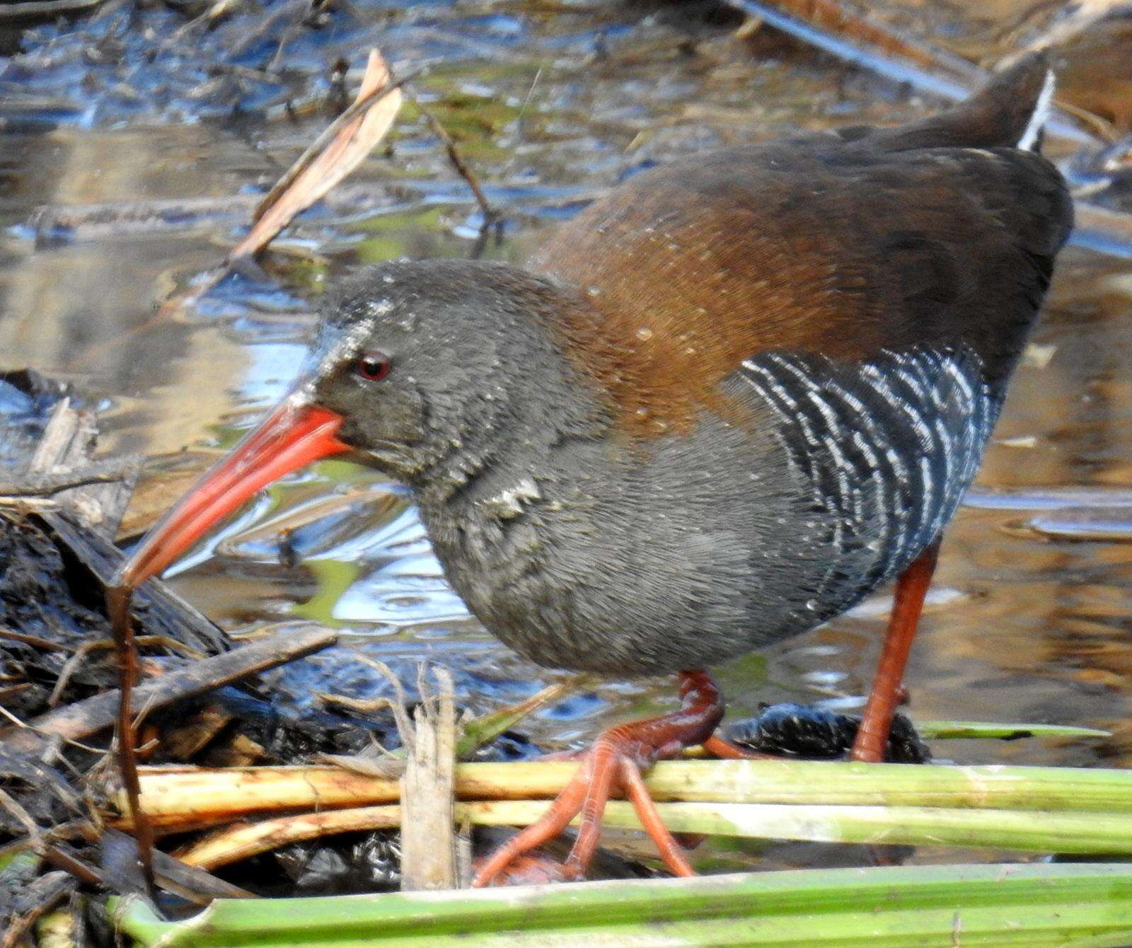 Image of African Rail