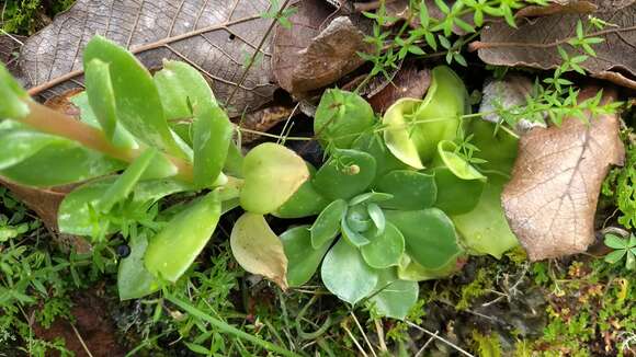 Image of Echeveria megacalyx Walther