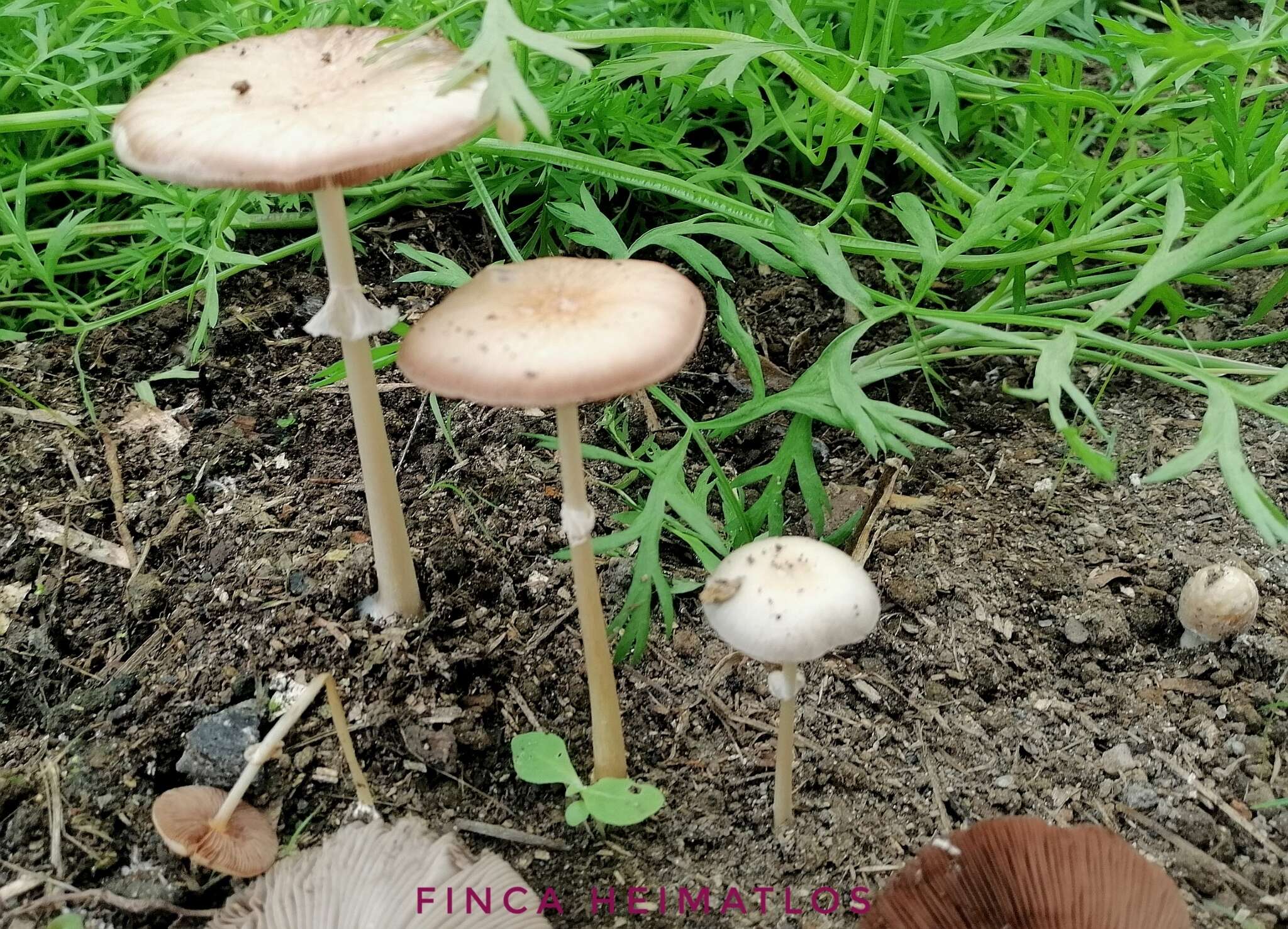 Image de Agrocybe rivulosa Nauta 2003