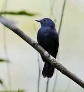 Image of Bluish-slate Antshrike