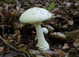 Image of Coker's amanita