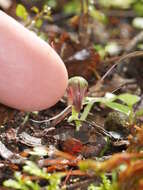 Image of Corybas vitreus Lehnebach