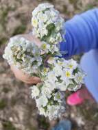 Image of roundspike cryptantha