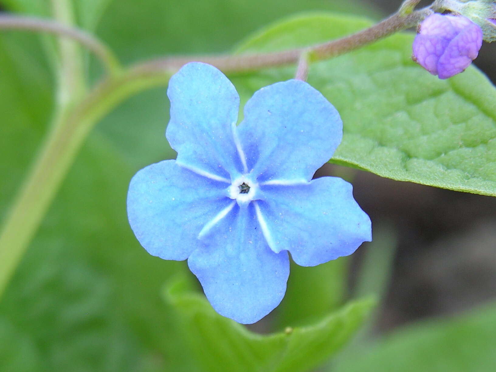 Omphalodes verna Moench的圖片