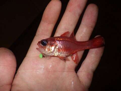 Image of Pink cardinalfish