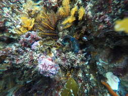 Image of Black nudibranch