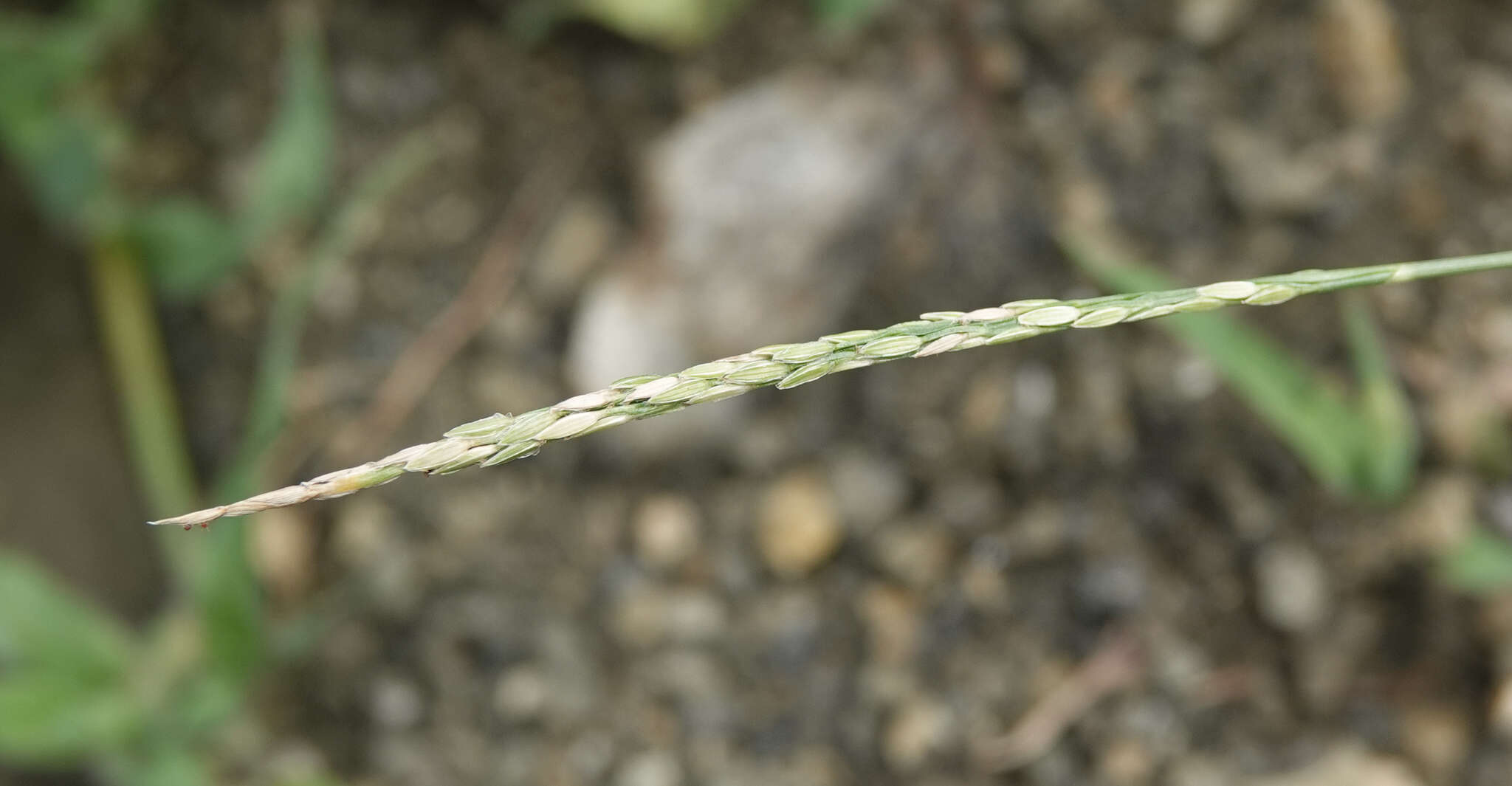 Image of Digitaria henryi Rendle