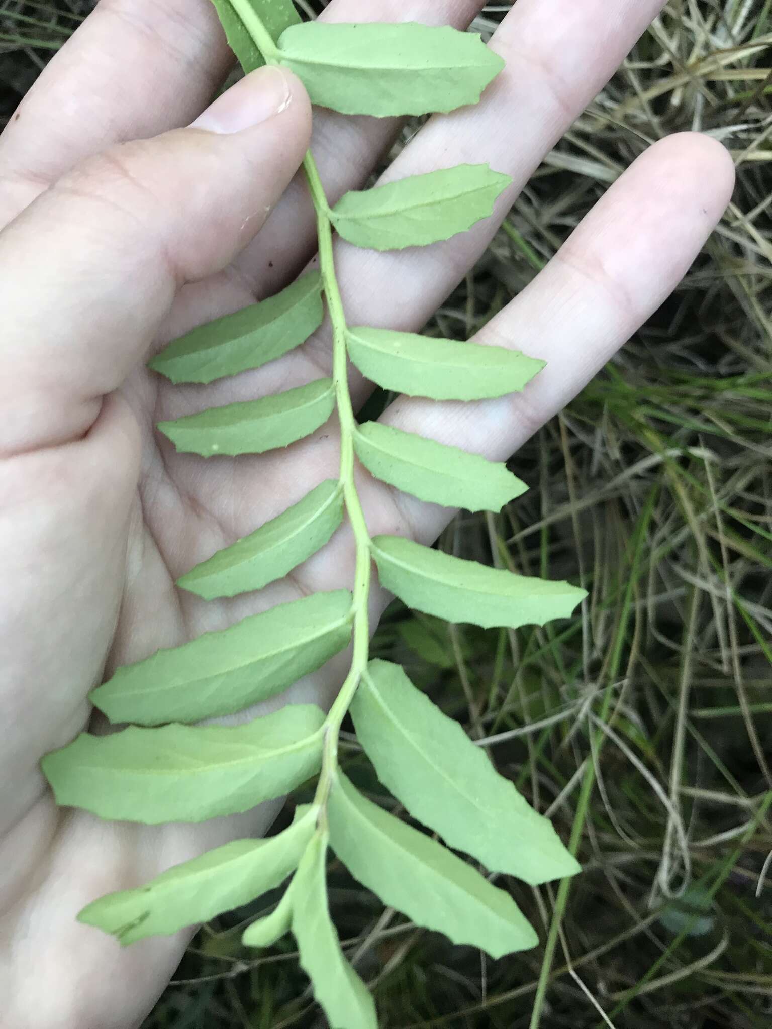 Plancia ëd Lobelia concolor R. Br.