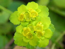 Plancia ëd Chrysosplenium alternifolium L.