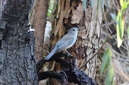 Image of Grey Shrike-thrush