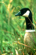 Image of Cackling Goose