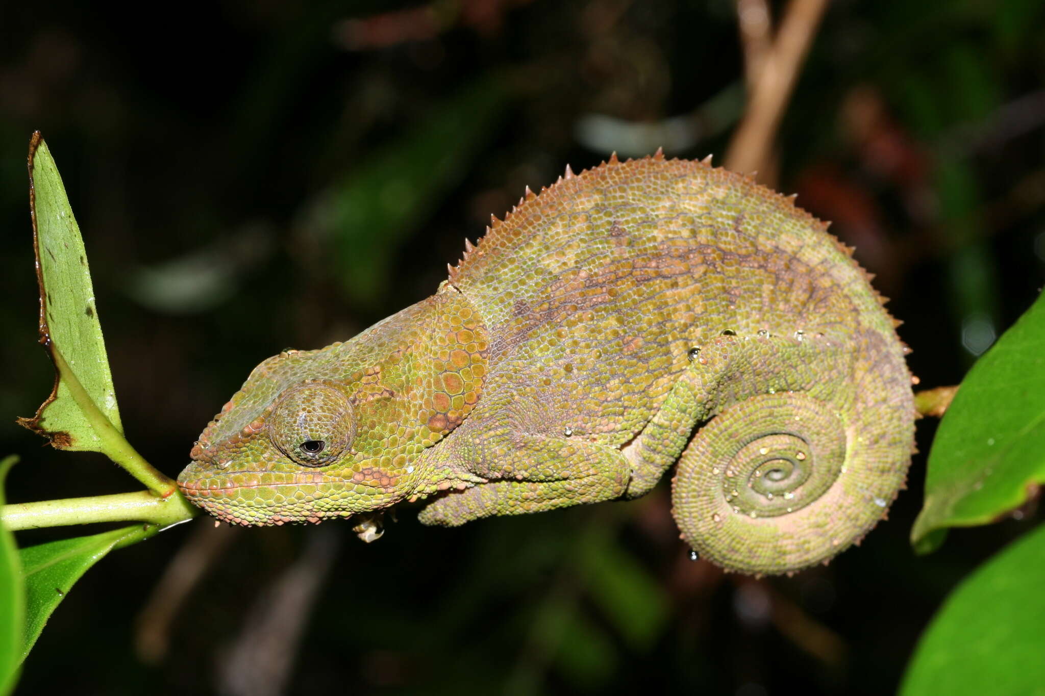 Image of Blue-legged chameleon